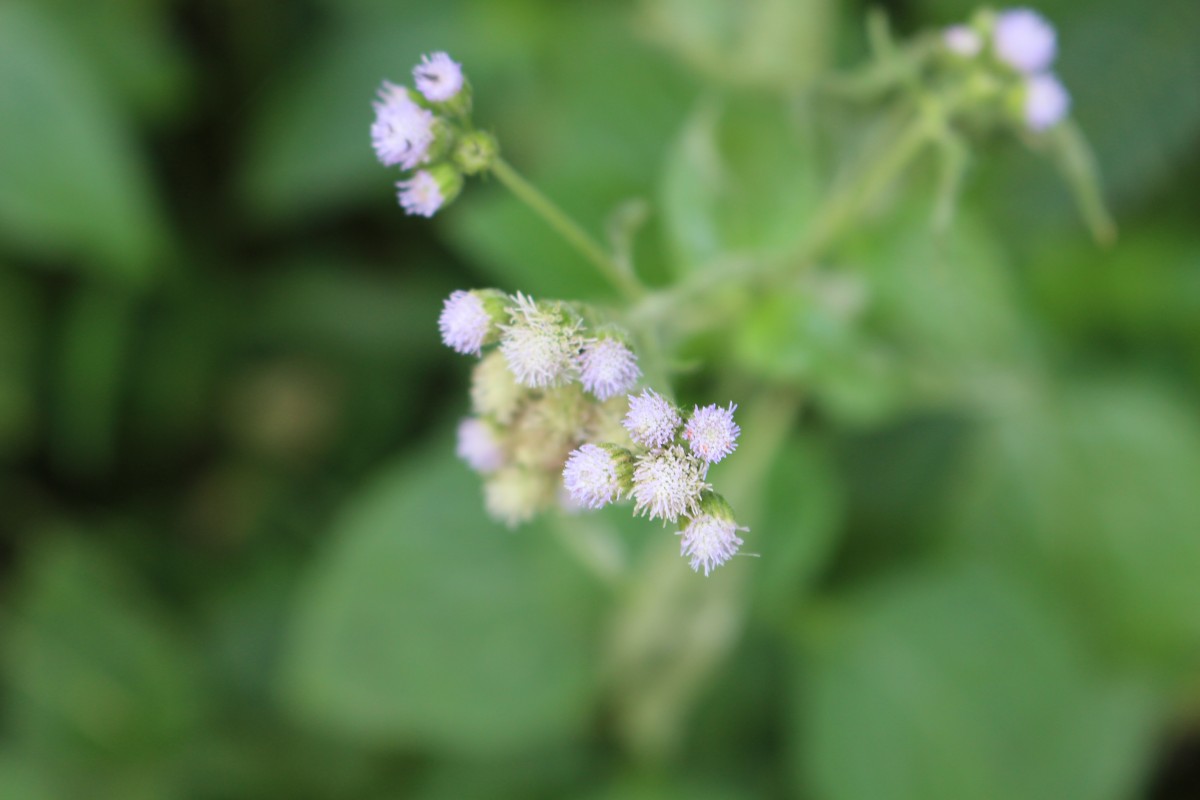 Ageratum